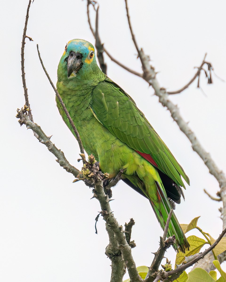 Turquoise-fronted Parrot - ML610003149