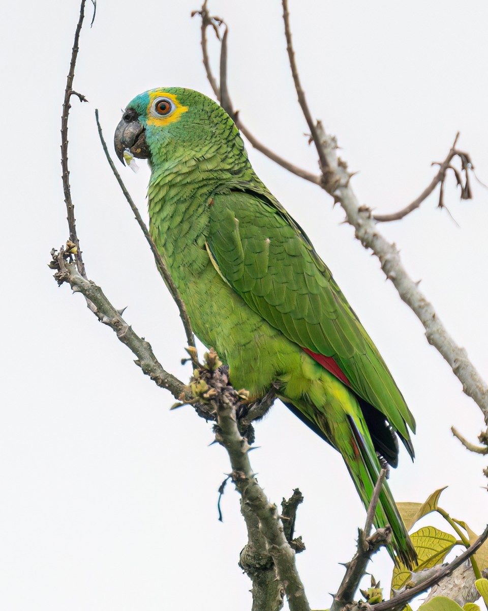 Turquoise-fronted Parrot - ML610003150