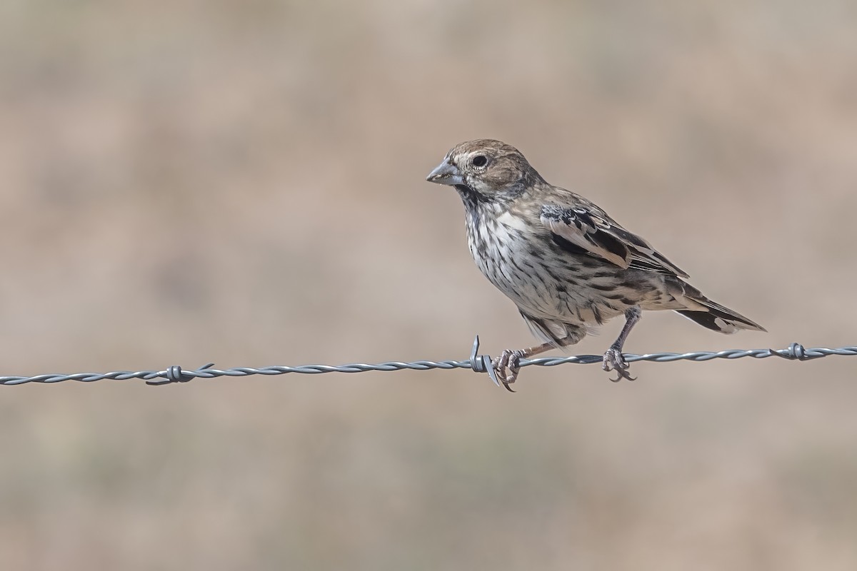 Lark Bunting - ML610003218