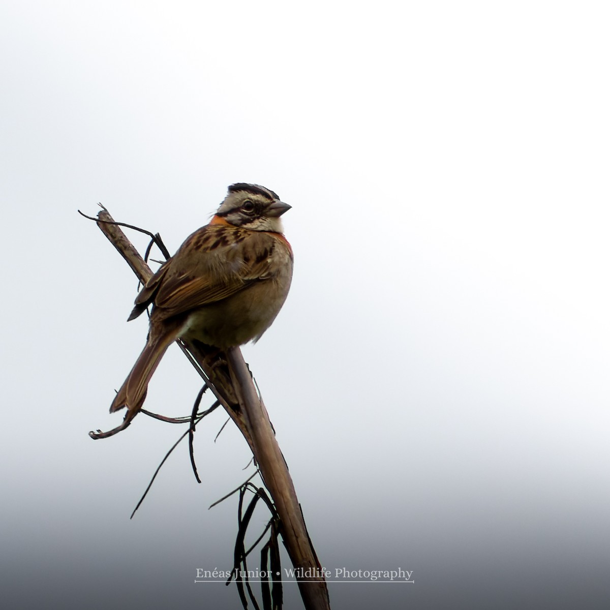 Rufous-collared Sparrow - ML610003289