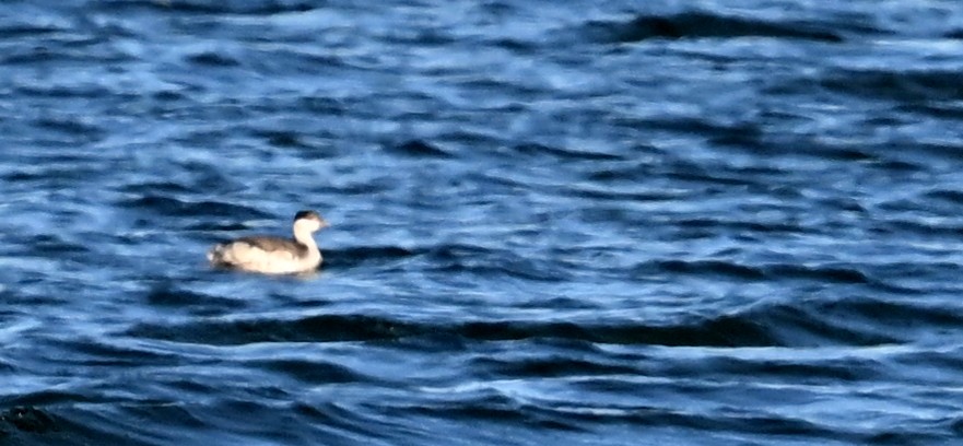 Horned Grebe - Jeanne Burnham