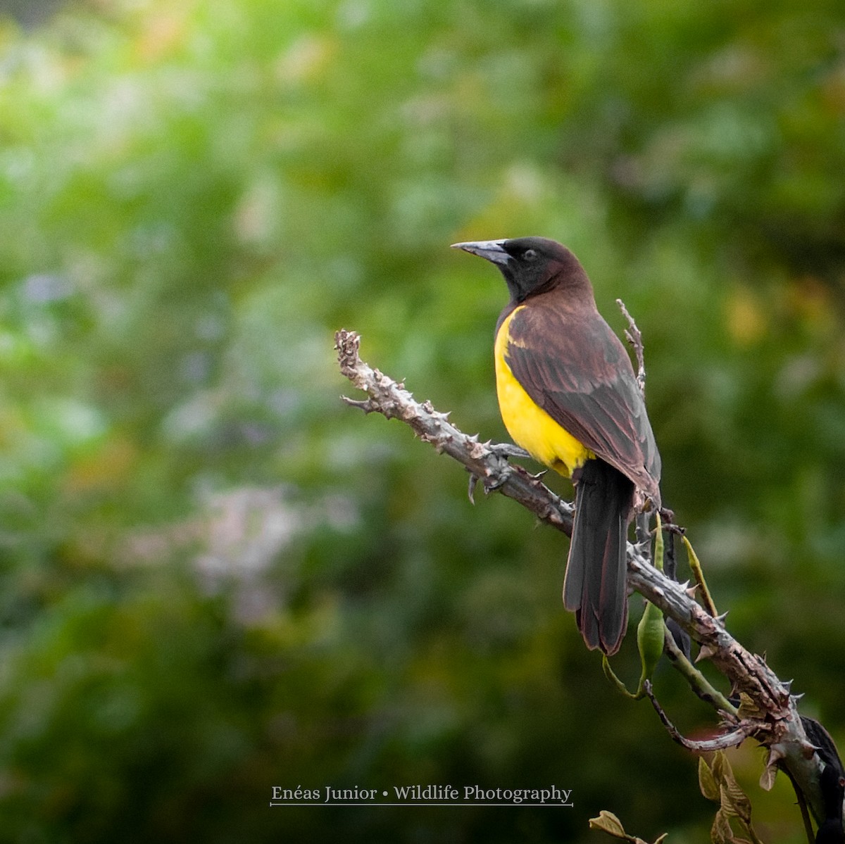 Yellow-rumped Marshbird - ML610003305