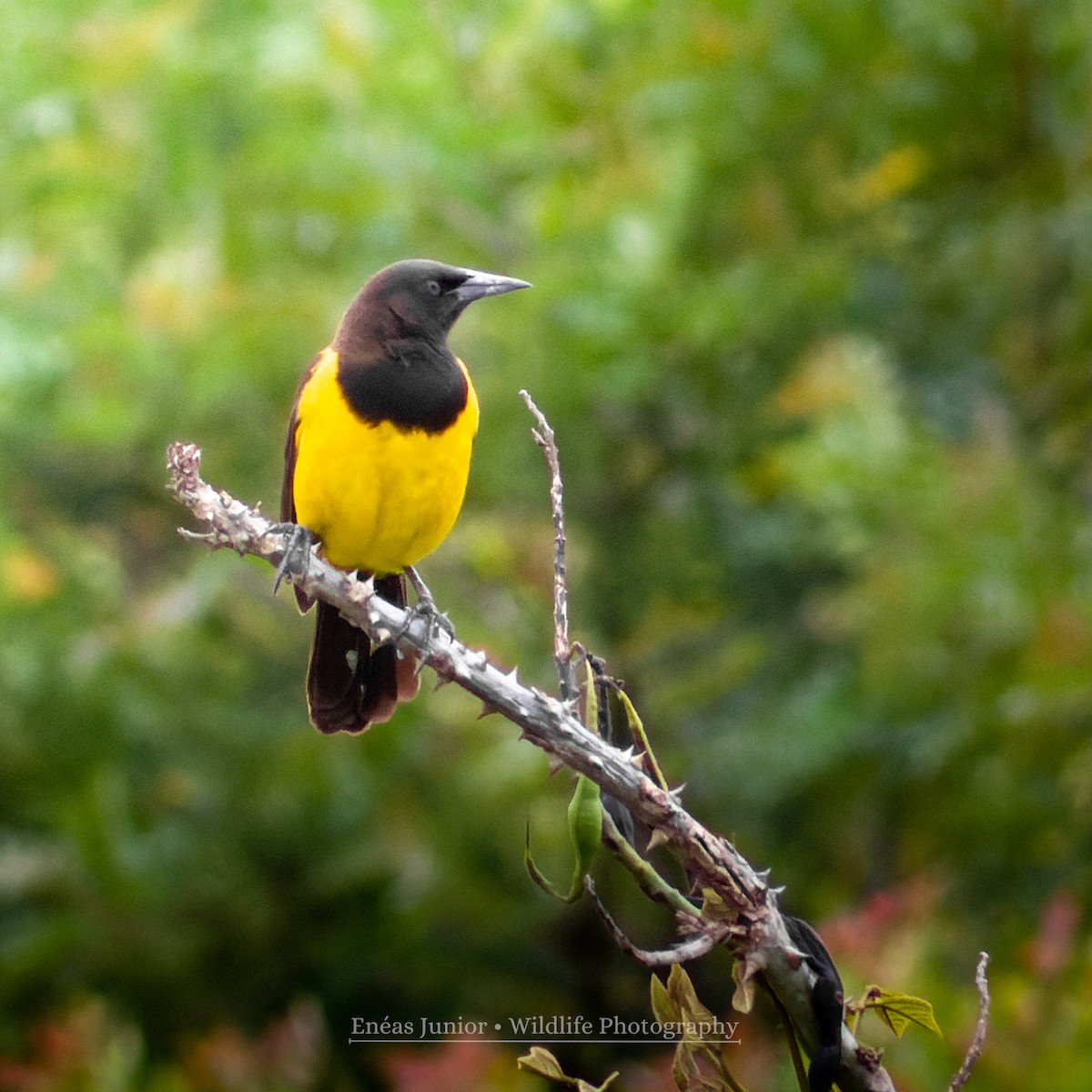 Yellow-rumped Marshbird - ML610003306