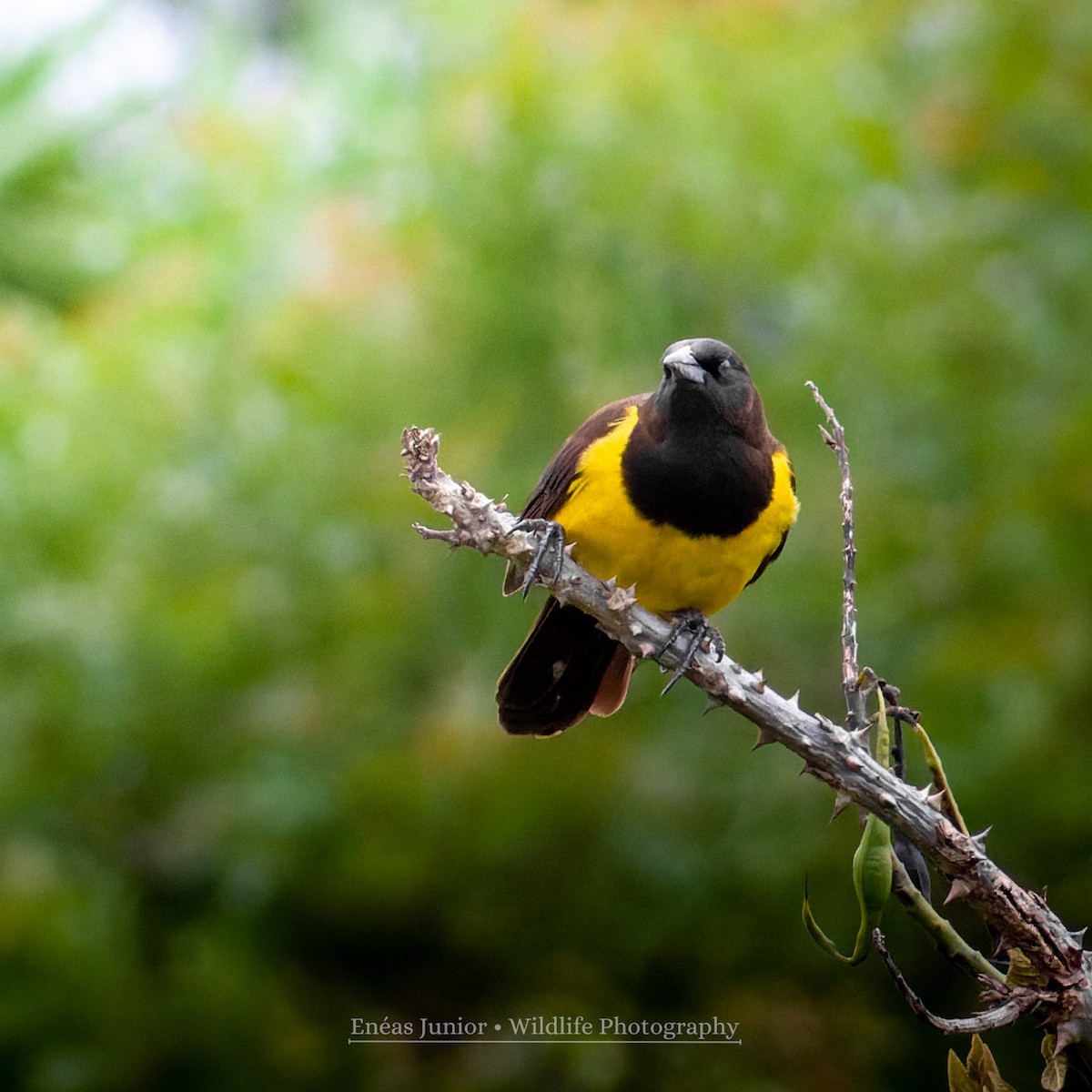 Yellow-rumped Marshbird - ML610003307