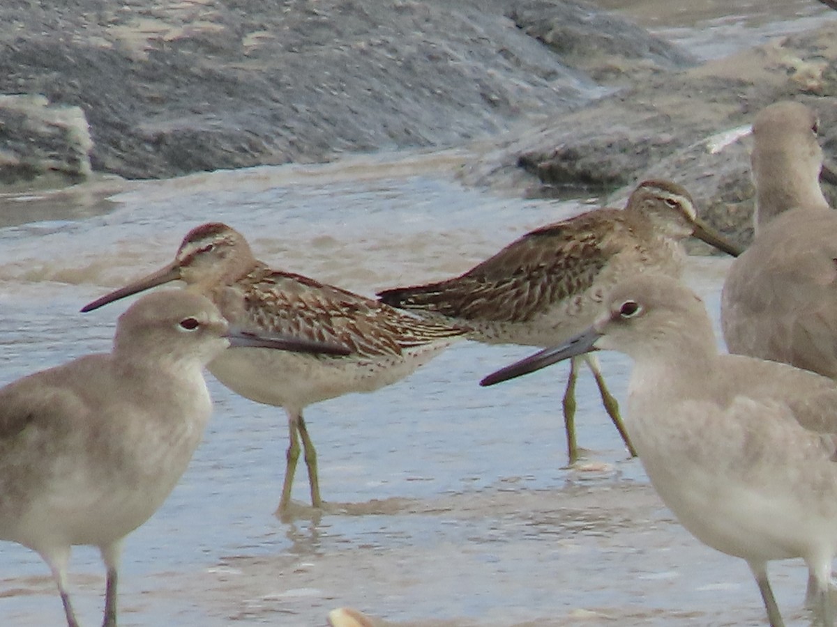 Short-billed Dowitcher - ML610003329