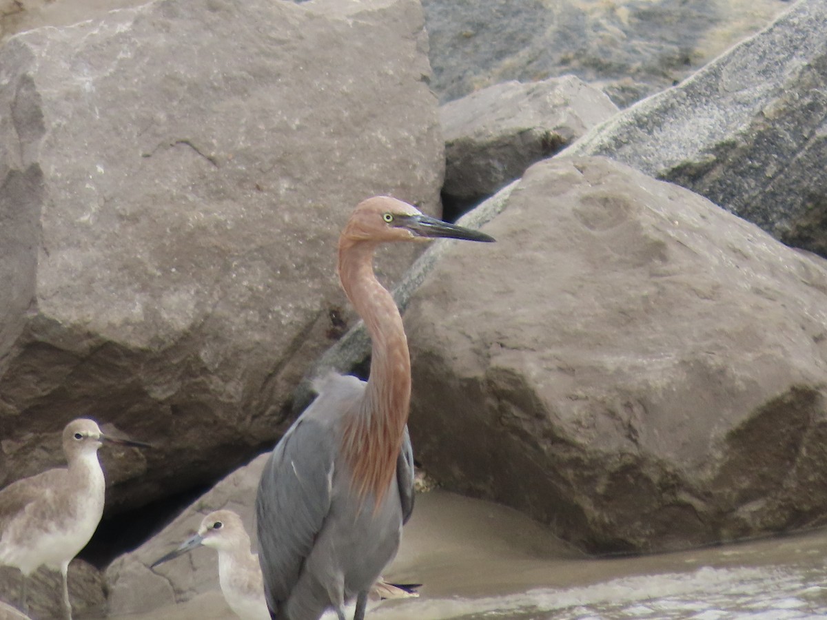 Reddish Egret - ML610003365