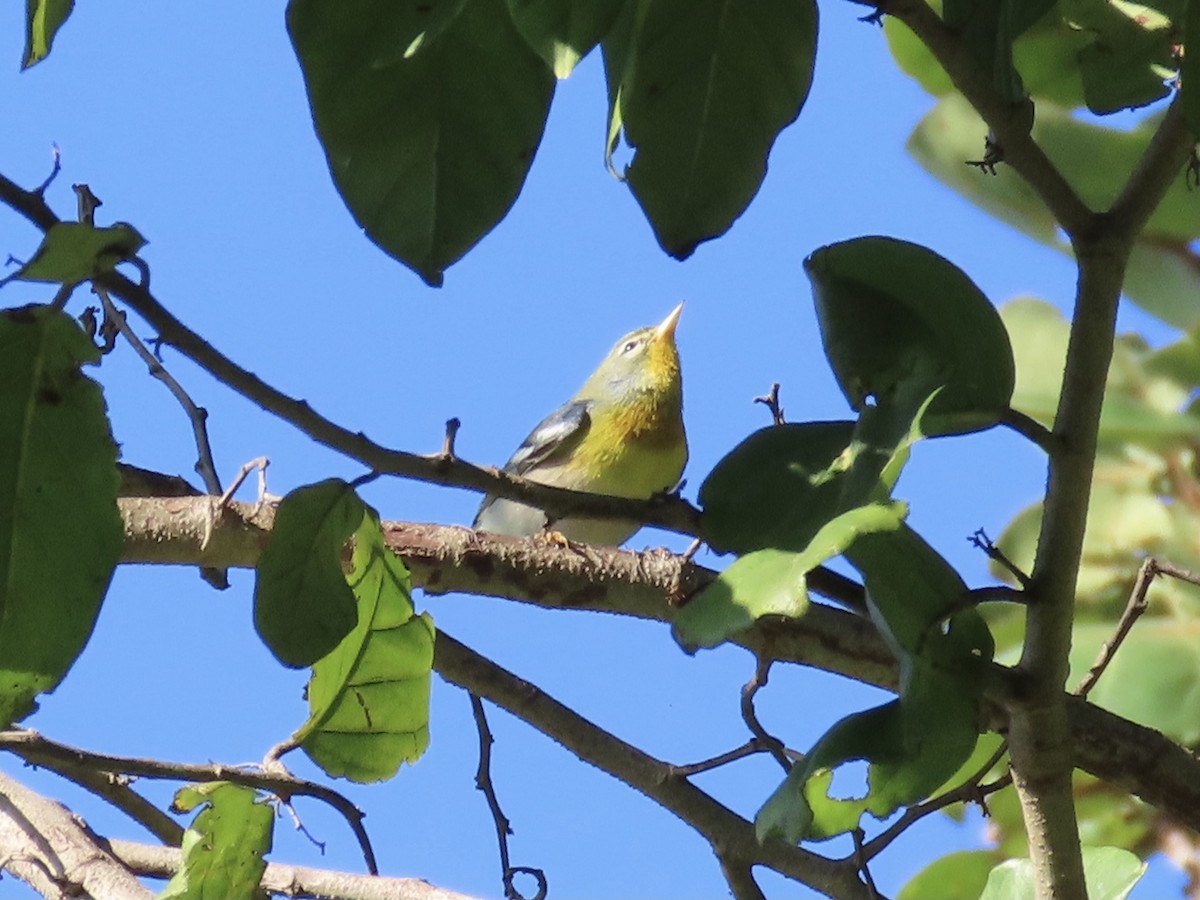 Northern Parula - ML610003390