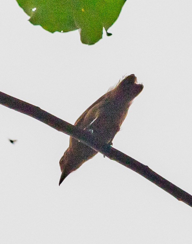 Spot-winged Antshrike - ML610003400