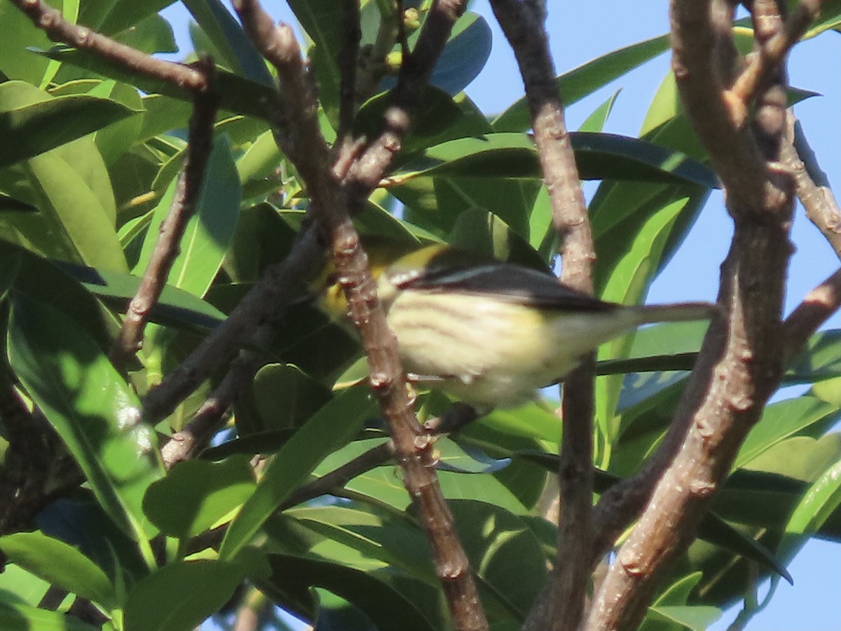 Black-throated Green Warbler - ML610003438