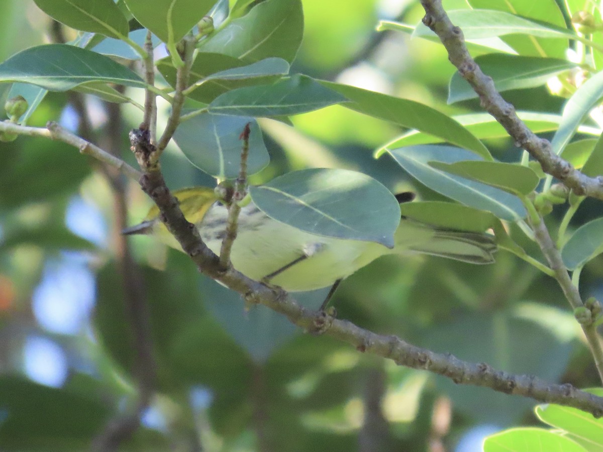 Black-throated Green Warbler - ML610003439
