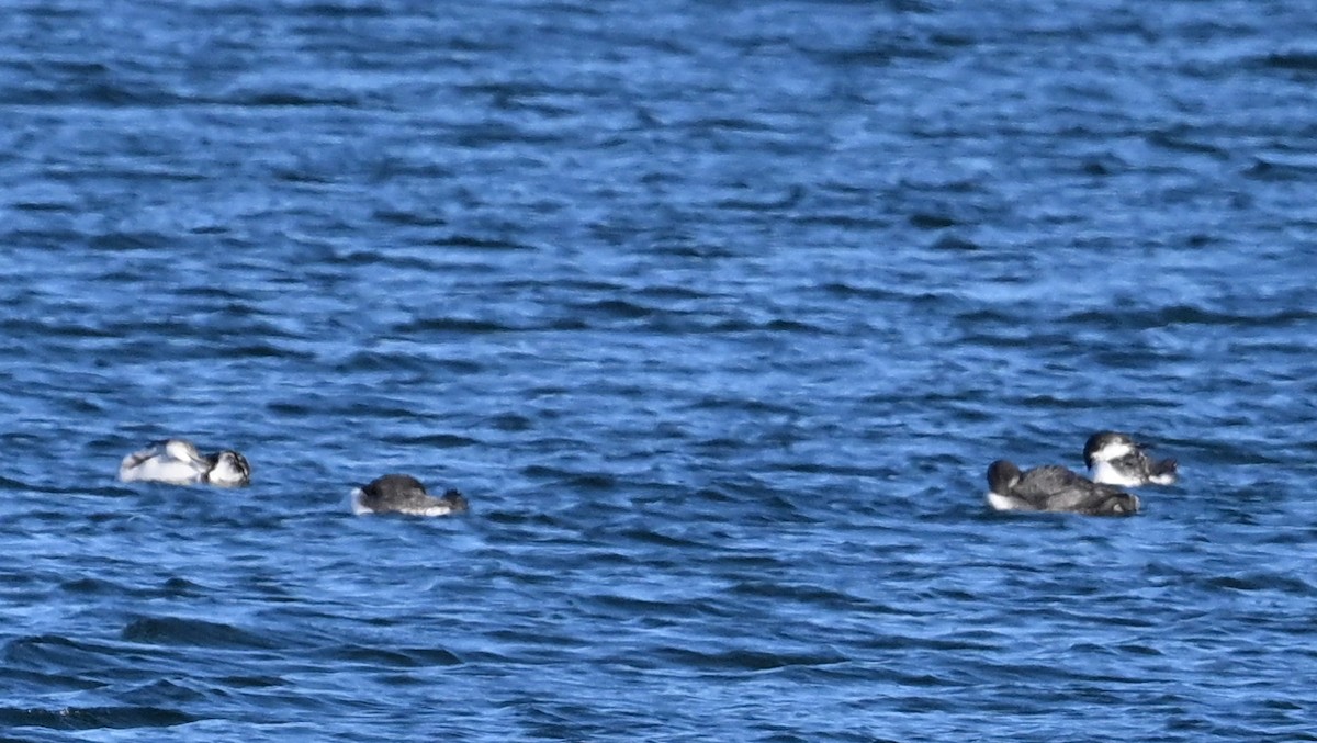 Common Loon - ML610003449