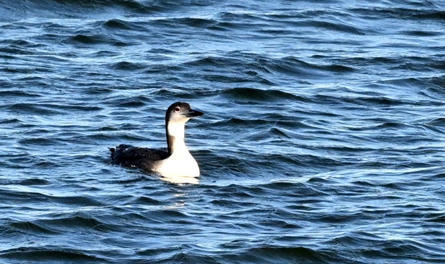 Common Loon - Jeanne Burnham