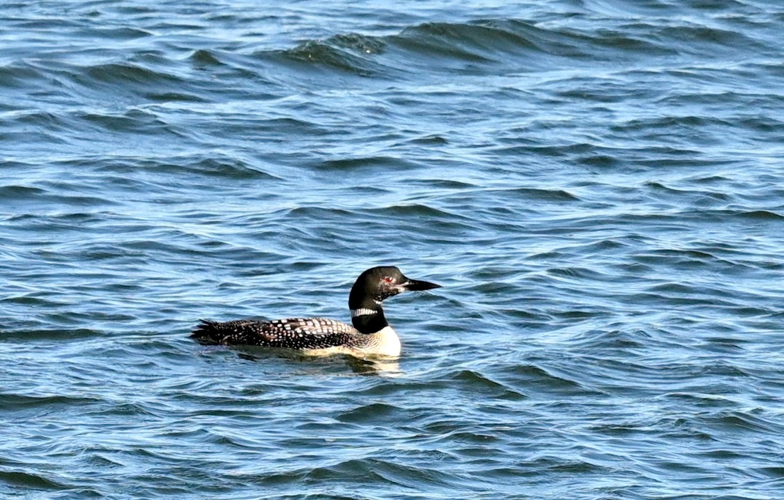 Common Loon - ML610003451