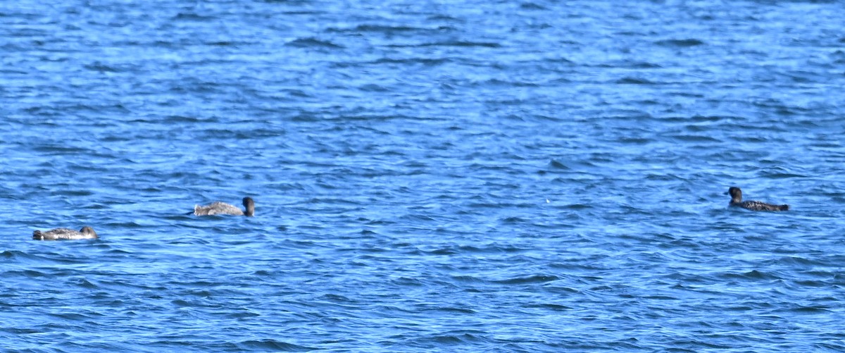 Common Loon - ML610003453