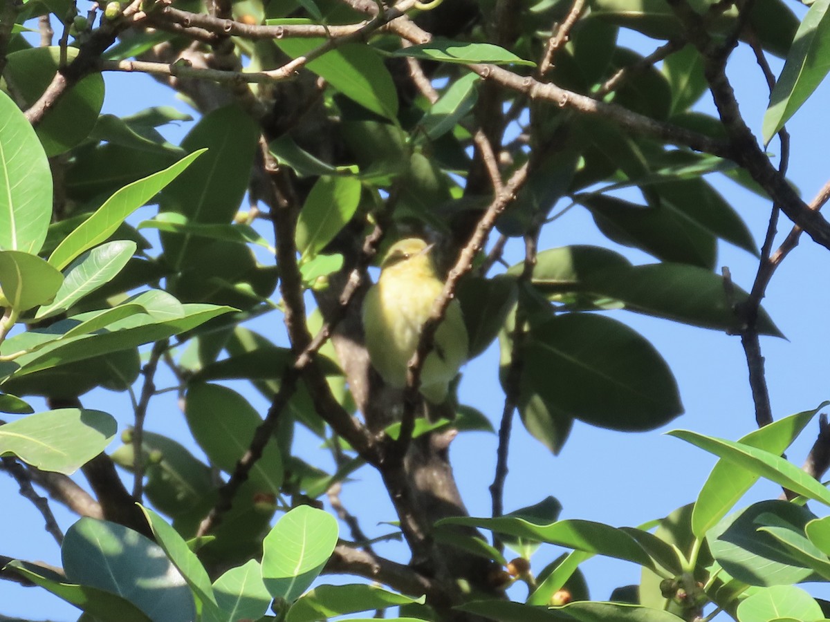 Tennessee Warbler - ML610003456