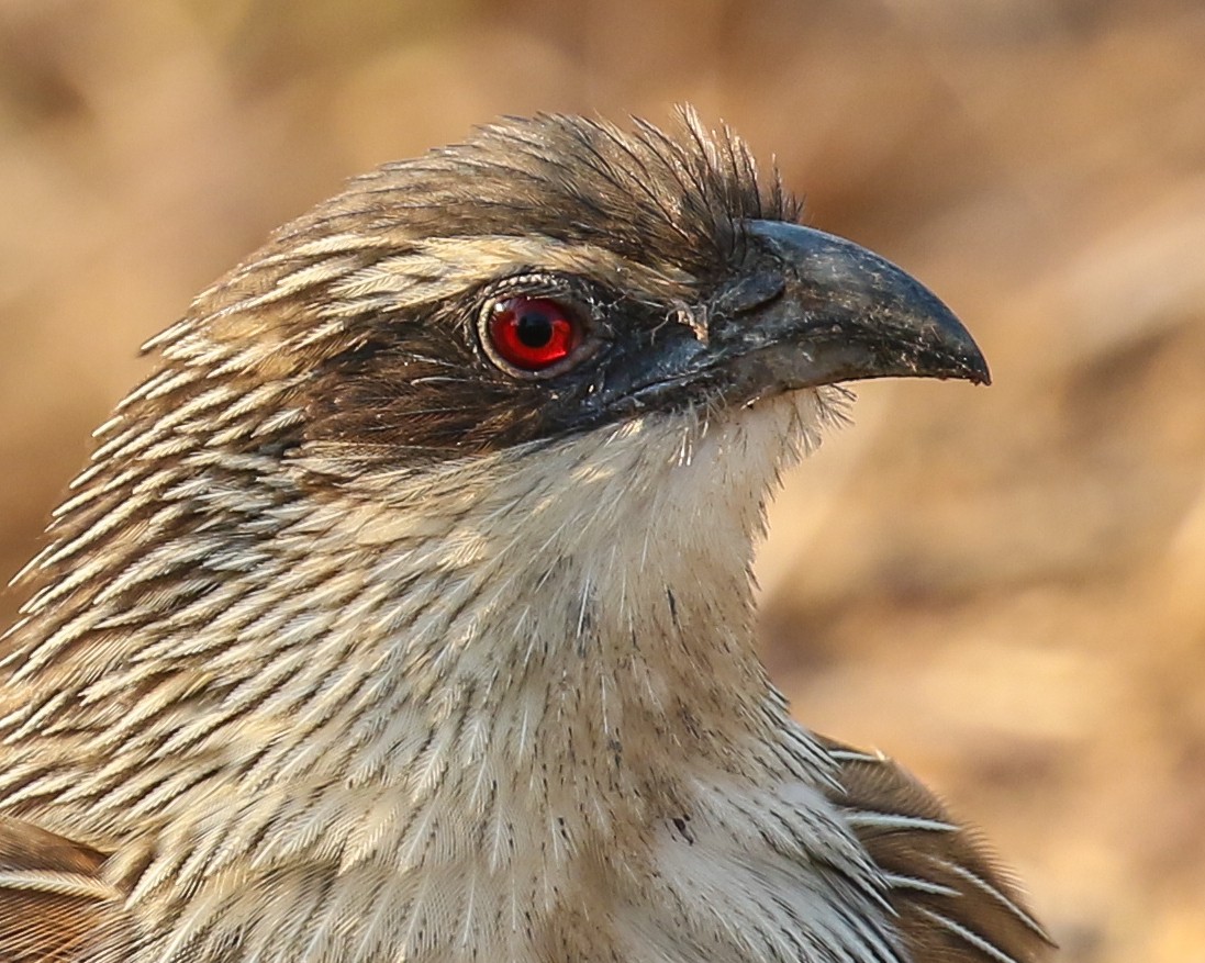 White-browed Coucal - David Kirschke