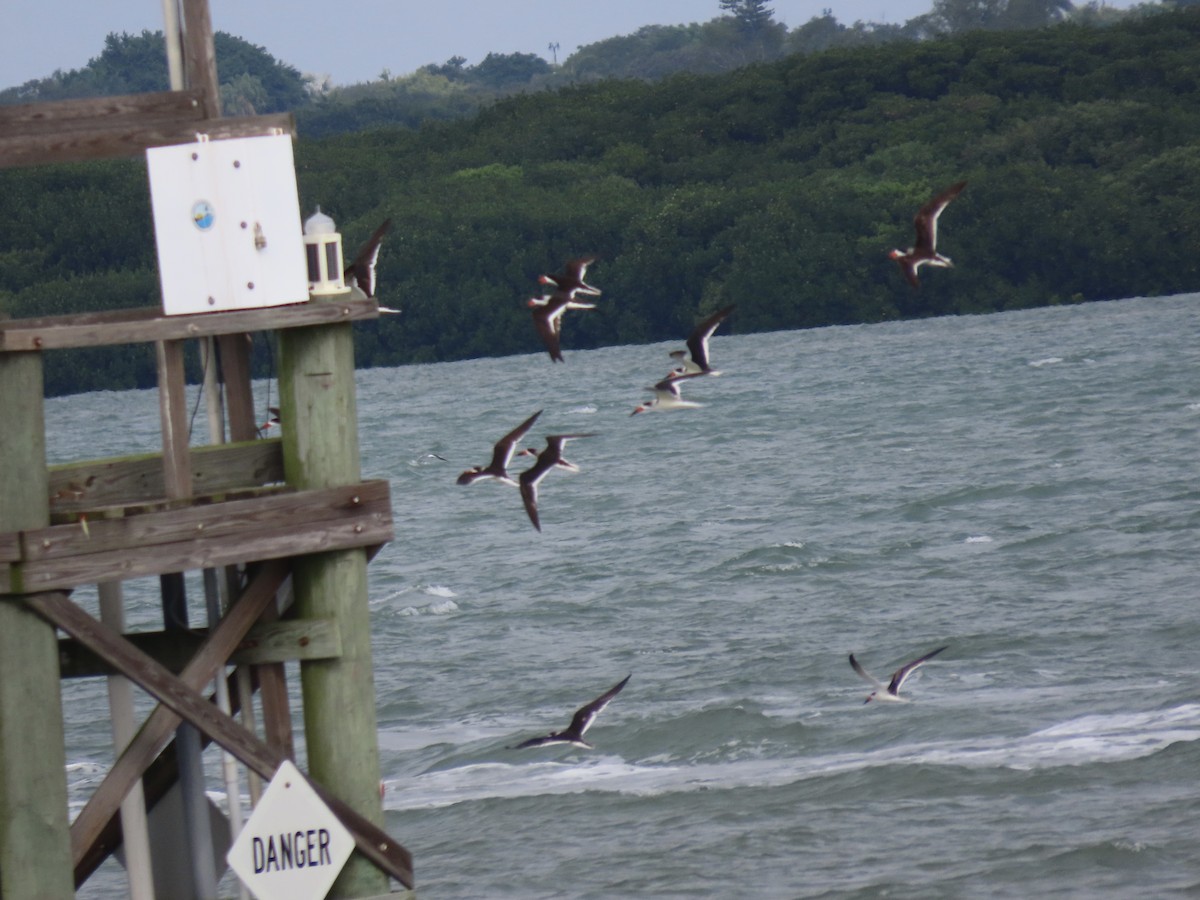 Black Skimmer - ML610003517