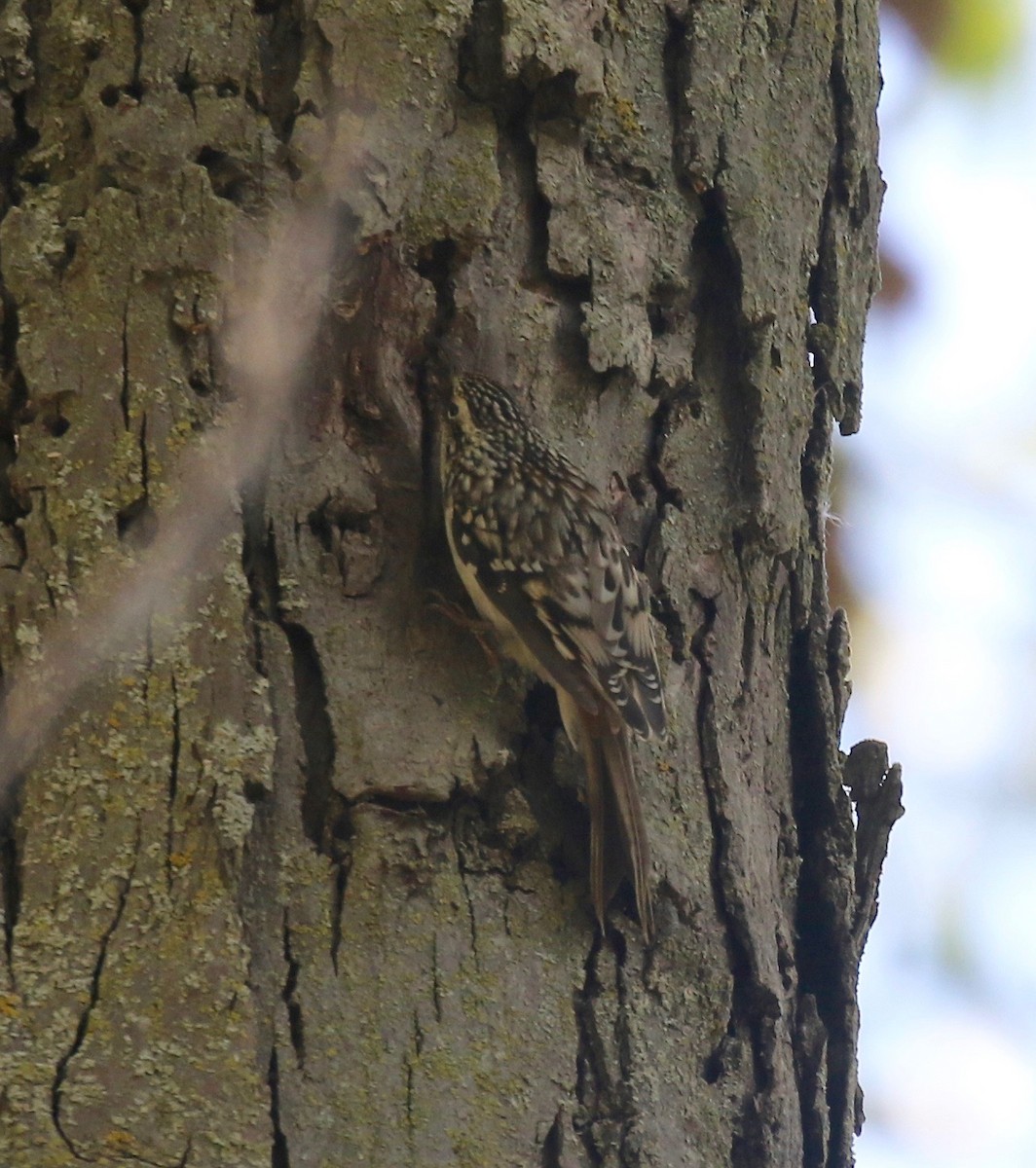 Brown Creeper - ML610003521