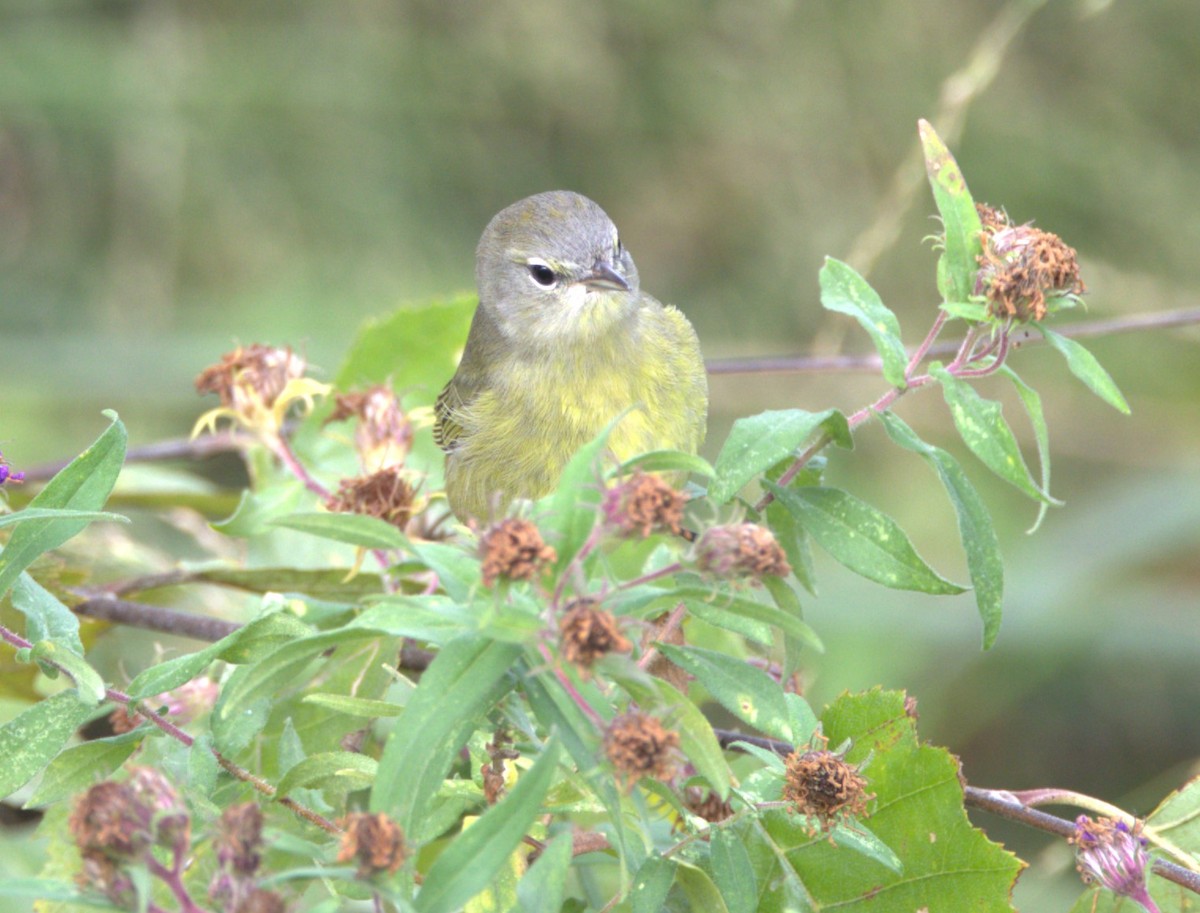 Orange-crowned Warbler - ML610003586