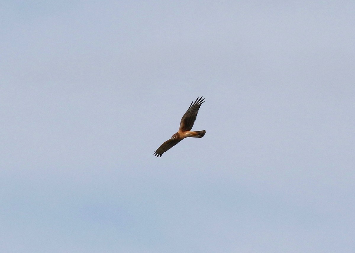 Northern Harrier - ML610003648