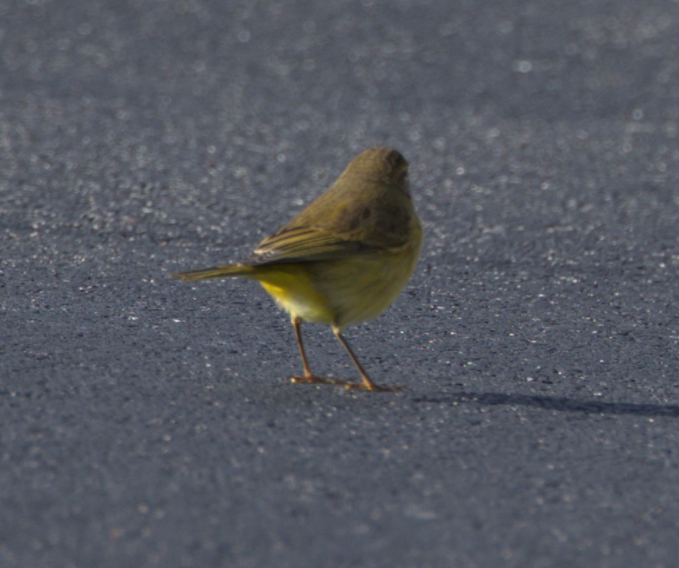 Palm Warbler - ML610003671