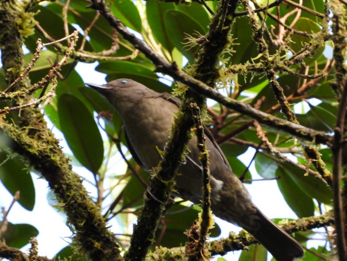 Mountain Thrush - ML610003675