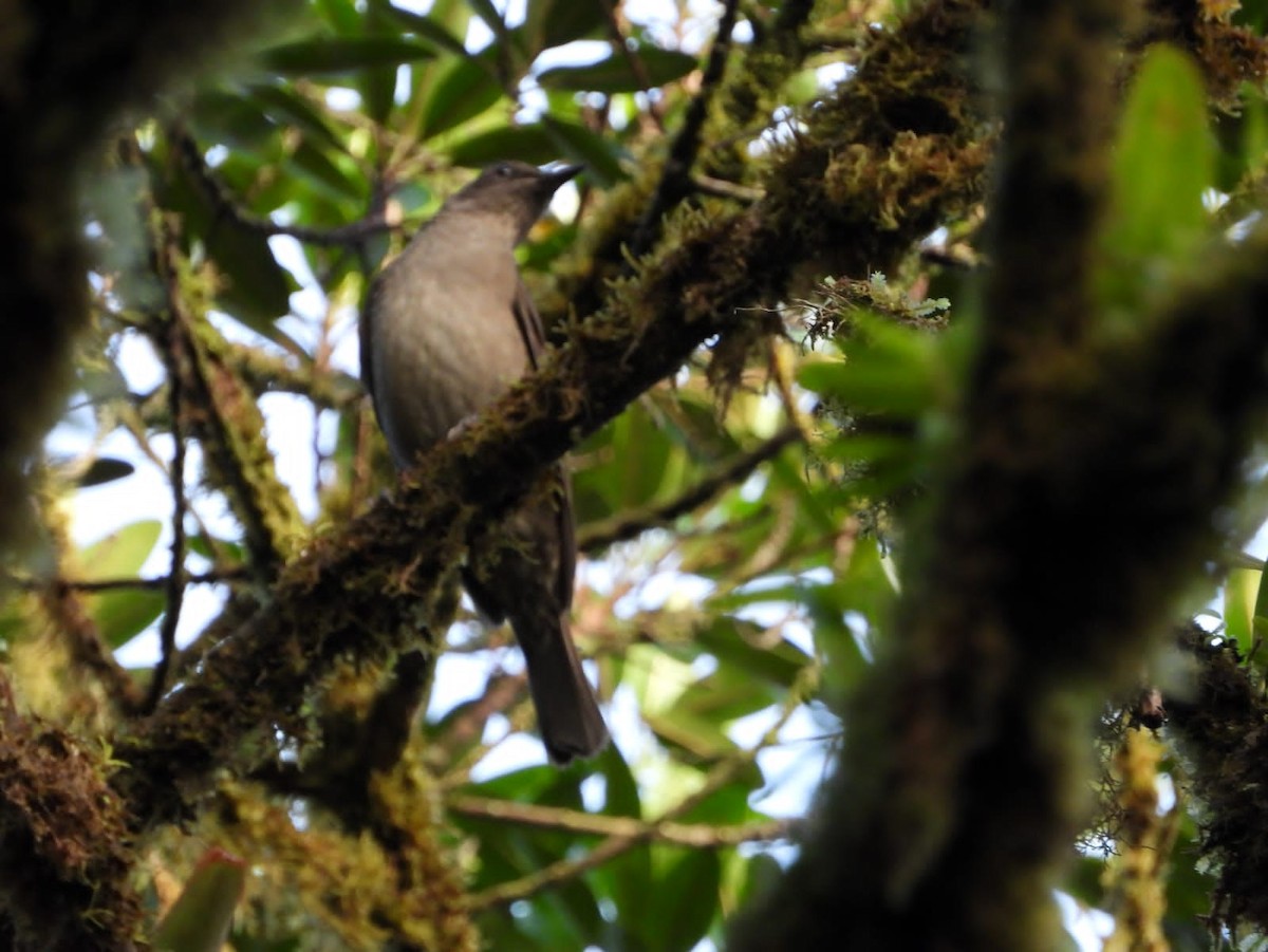 Mountain Thrush - ML610003676