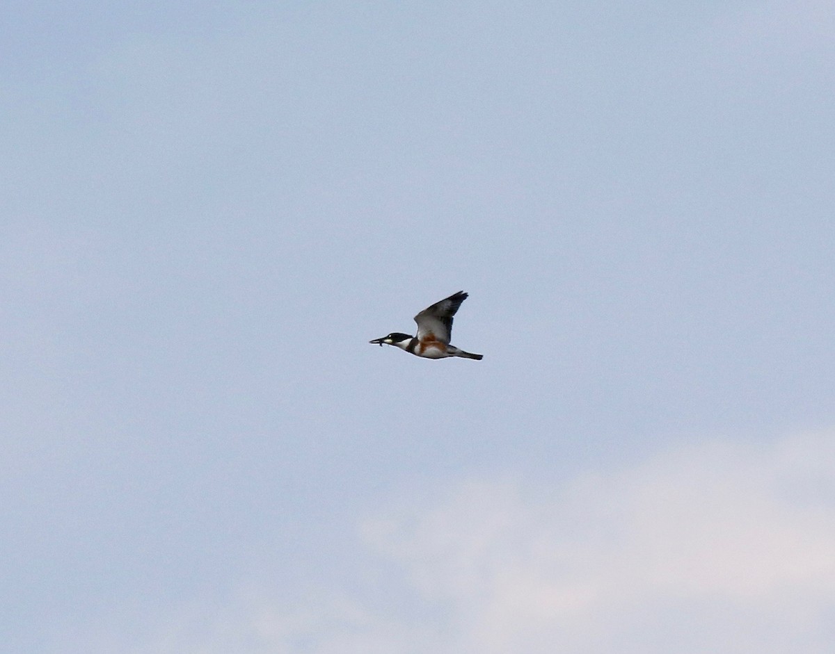 Belted Kingfisher - Sandy Vorpahl