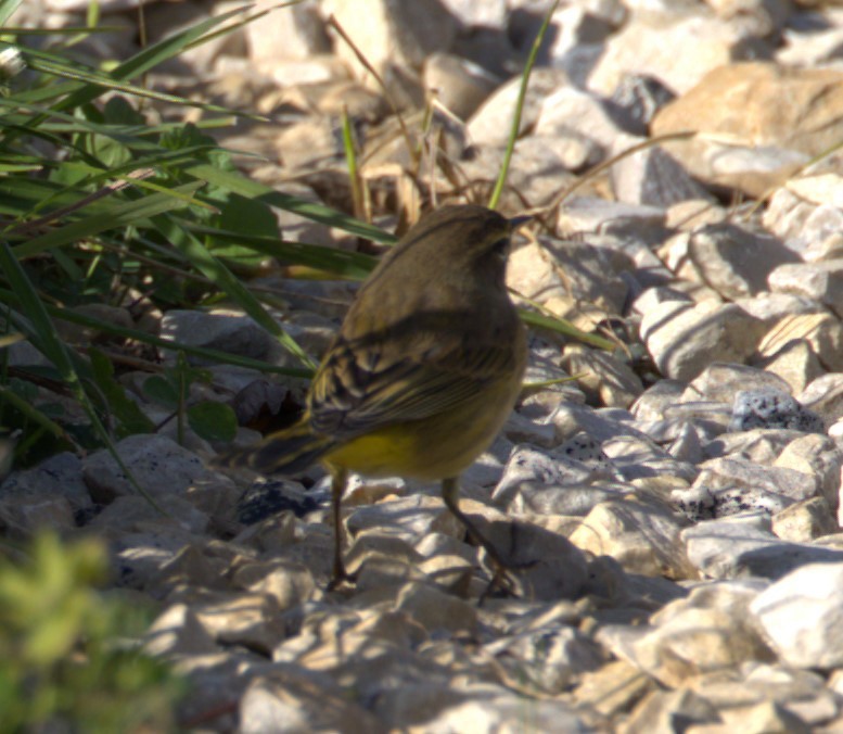 Palm Warbler - ML610003693