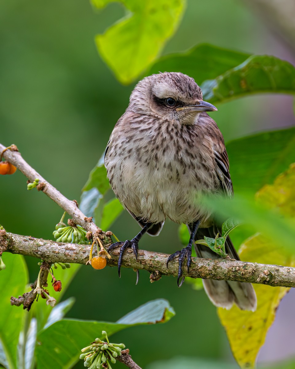 Chalk-browed Mockingbird - ML610003695