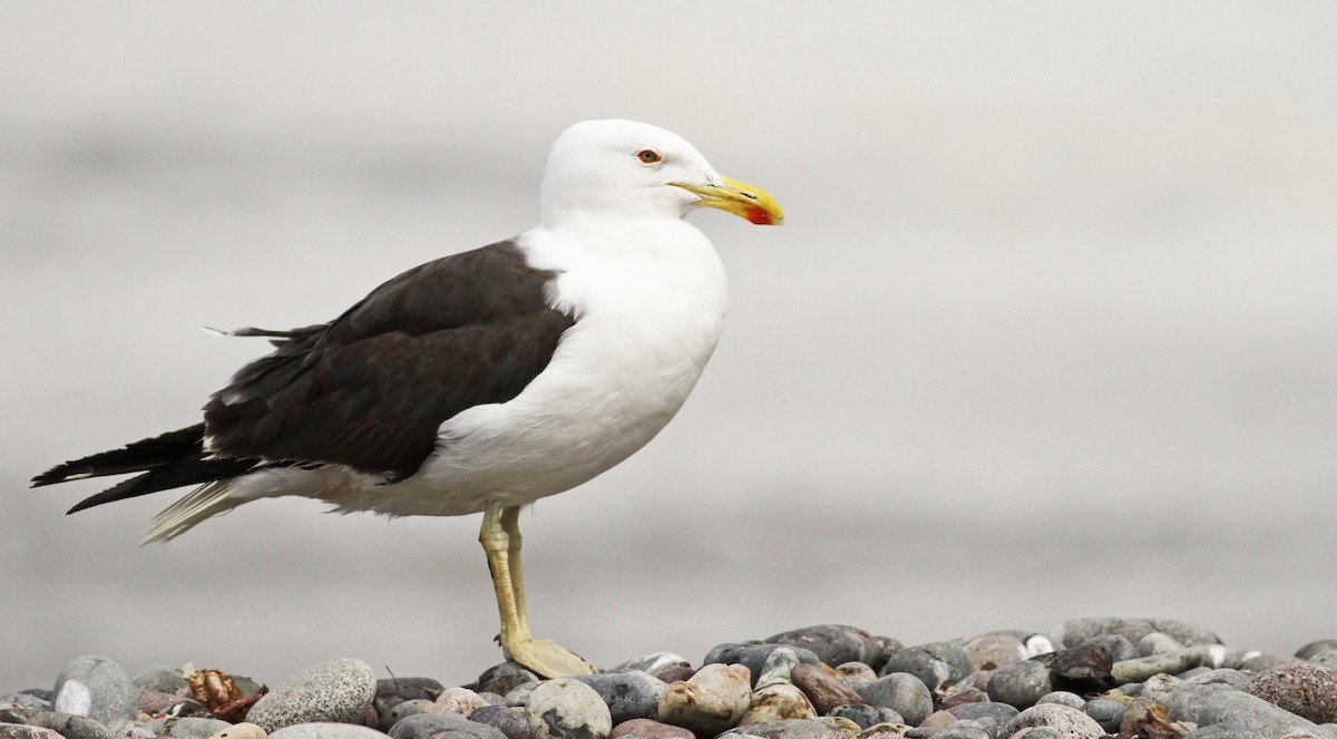 Kelp Gull - Luke Seitz