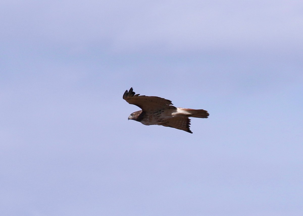 Red-tailed Hawk - Sandy Vorpahl