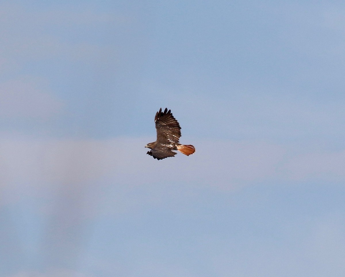 Red-tailed Hawk - ML610003715