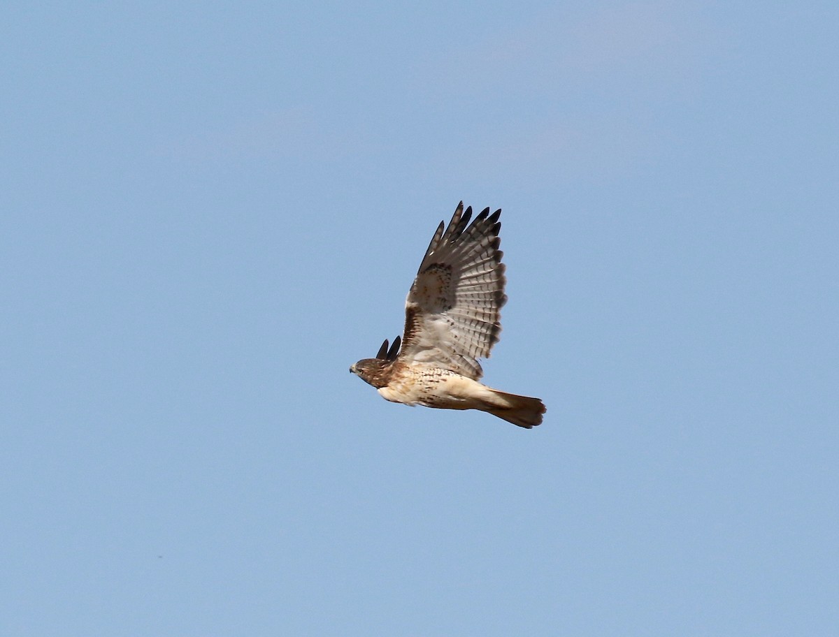 Red-tailed Hawk - ML610003719