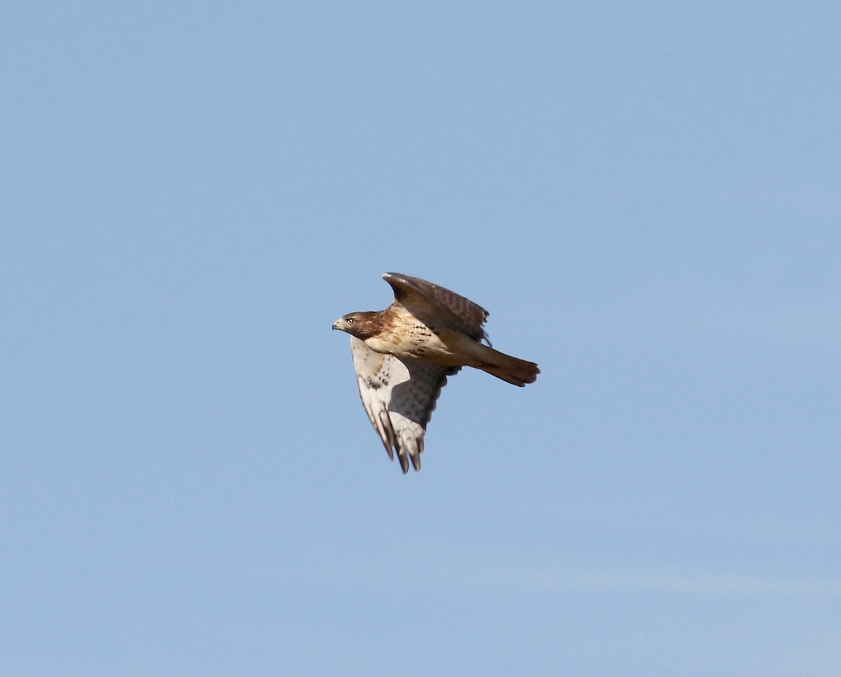 Red-tailed Hawk - ML610003720