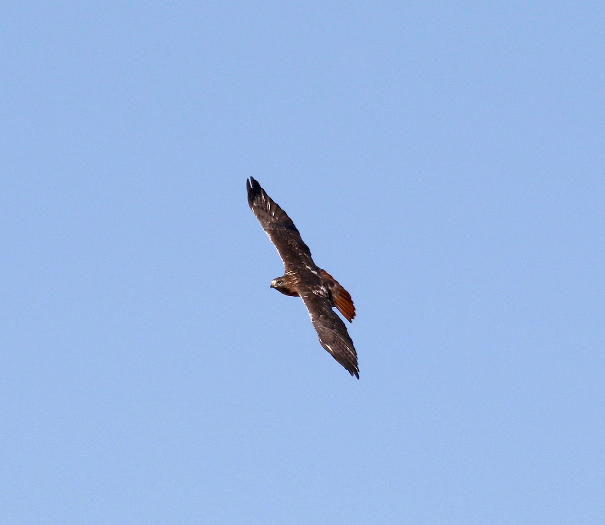 Red-tailed Hawk - ML610003721