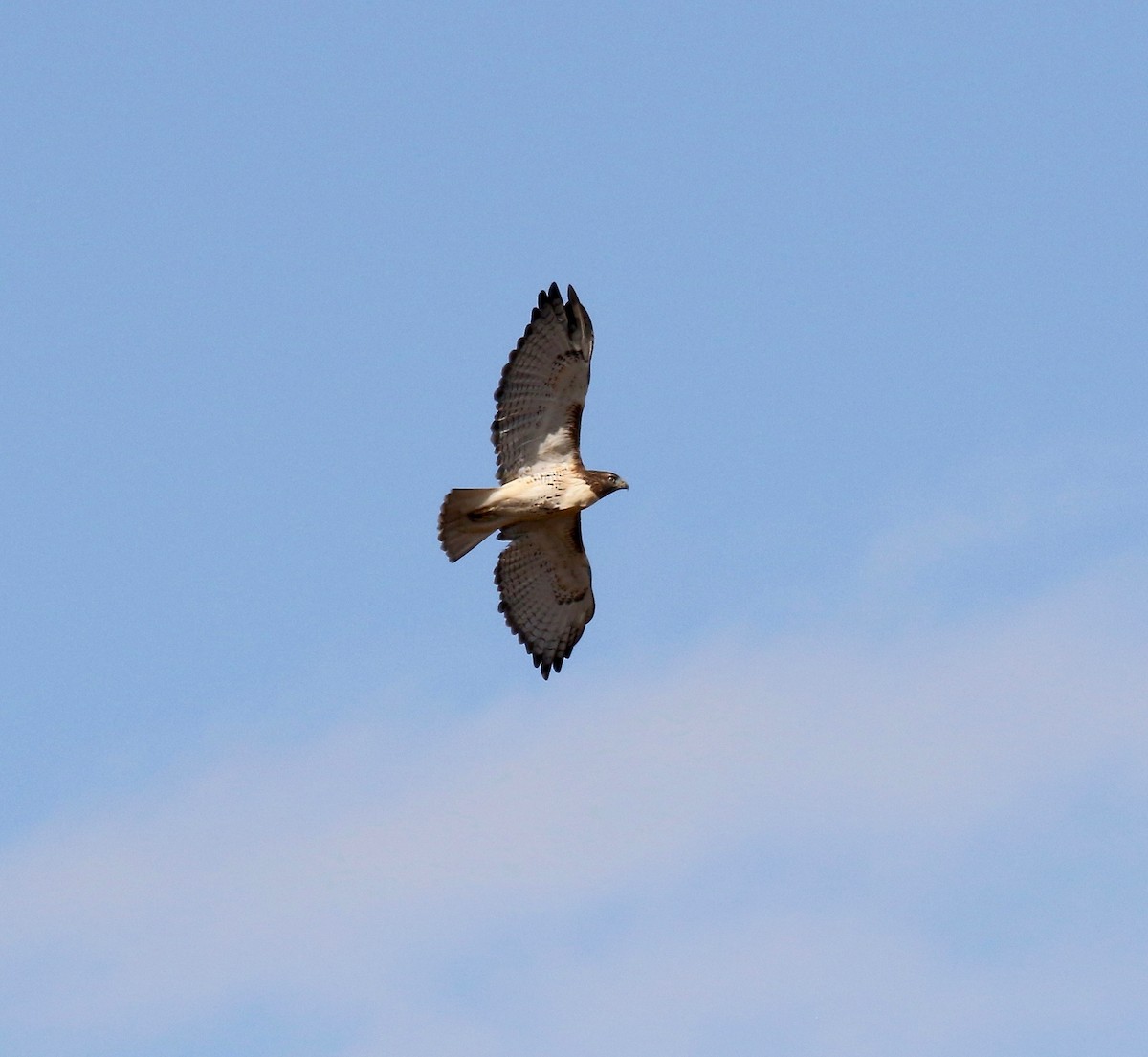 Red-tailed Hawk - ML610003722