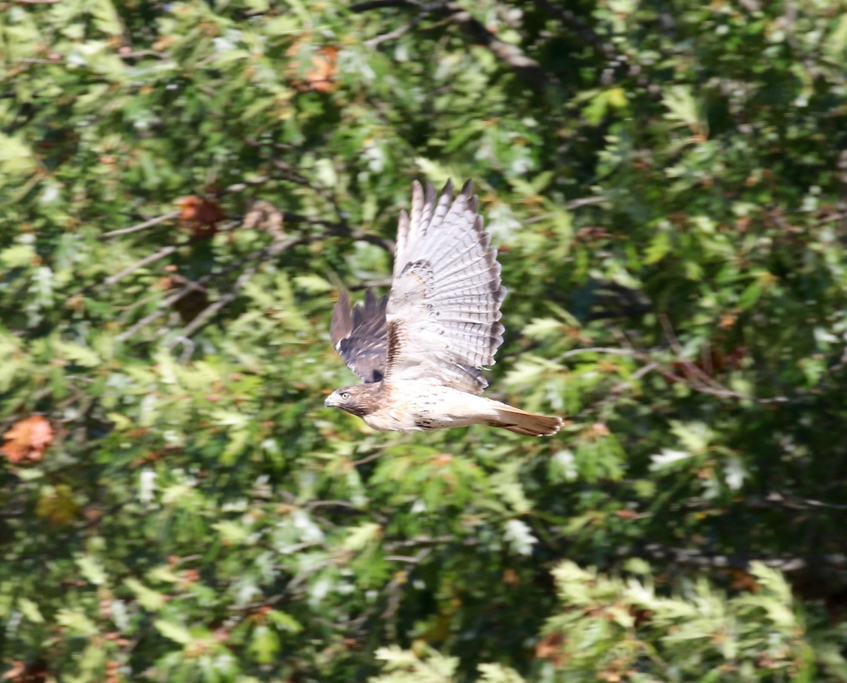 Red-tailed Hawk - ML610003723
