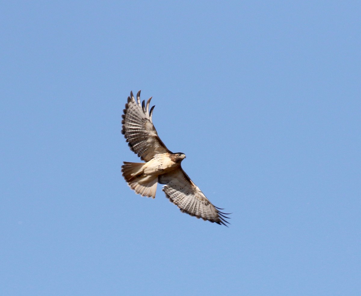 Red-tailed Hawk - ML610003724