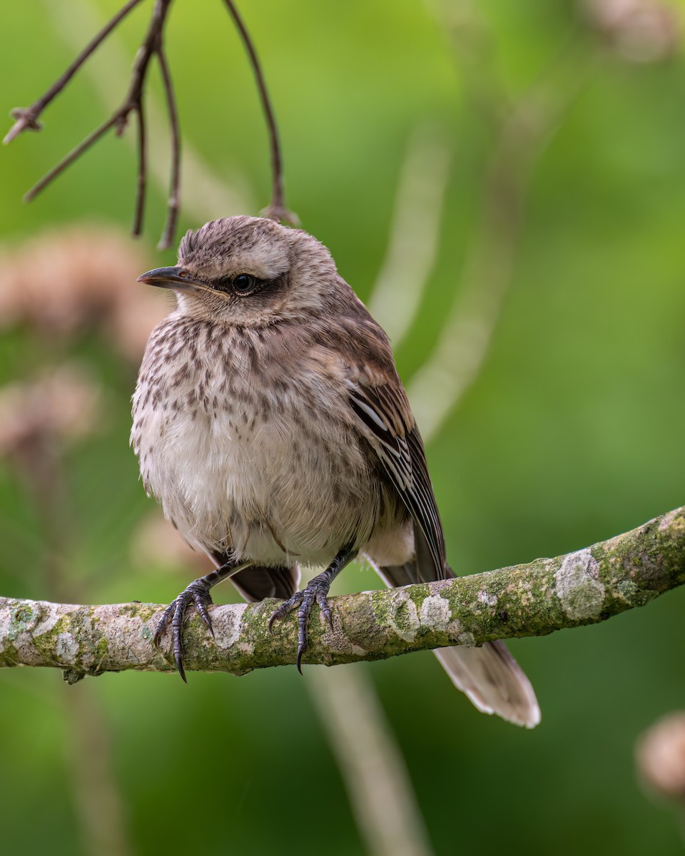 Chalk-browed Mockingbird - ML610003733