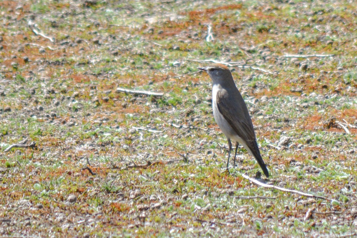 White-browed Ground-Tyrant - Paula Haneck