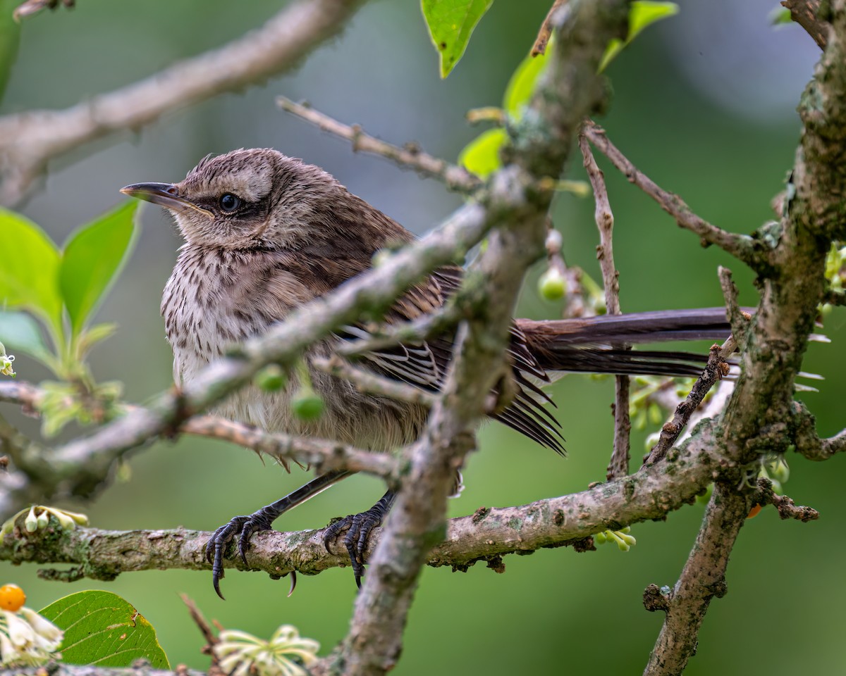 Chalk-browed Mockingbird - ML610003762