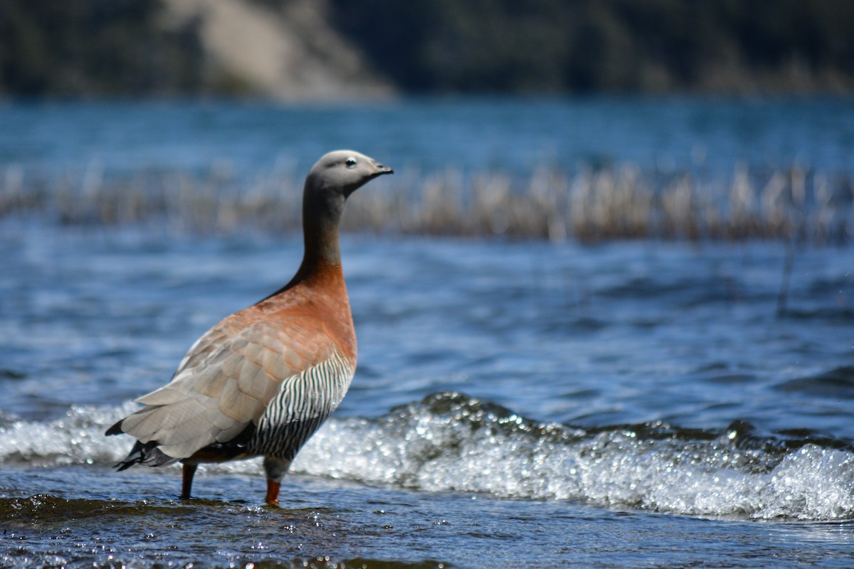 Ashy-headed Goose - ML610003834