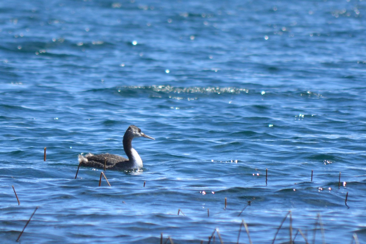 Great Grebe - Paula Haneck