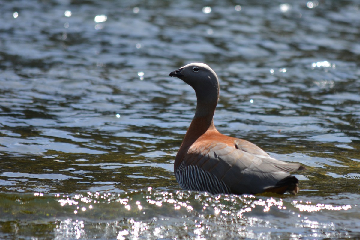 Ashy-headed Goose - ML610003858