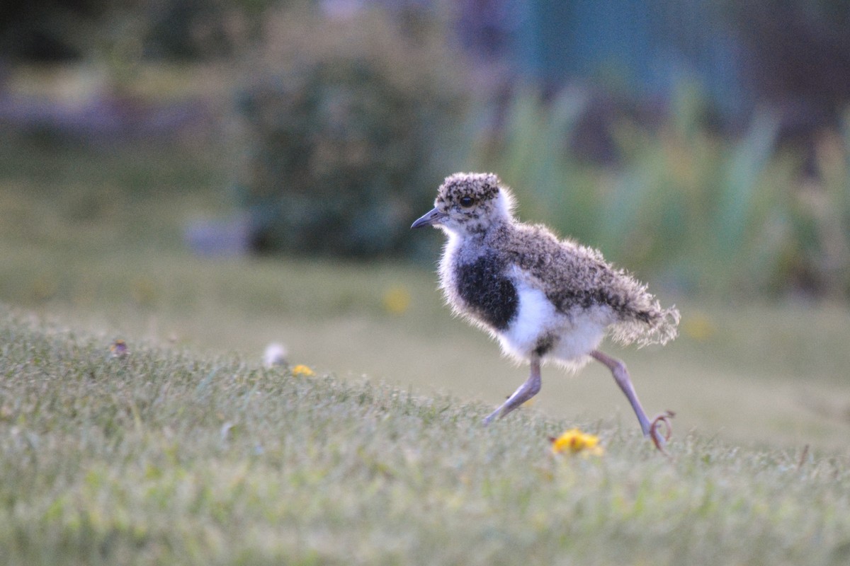 Southern Lapwing - ML610003895