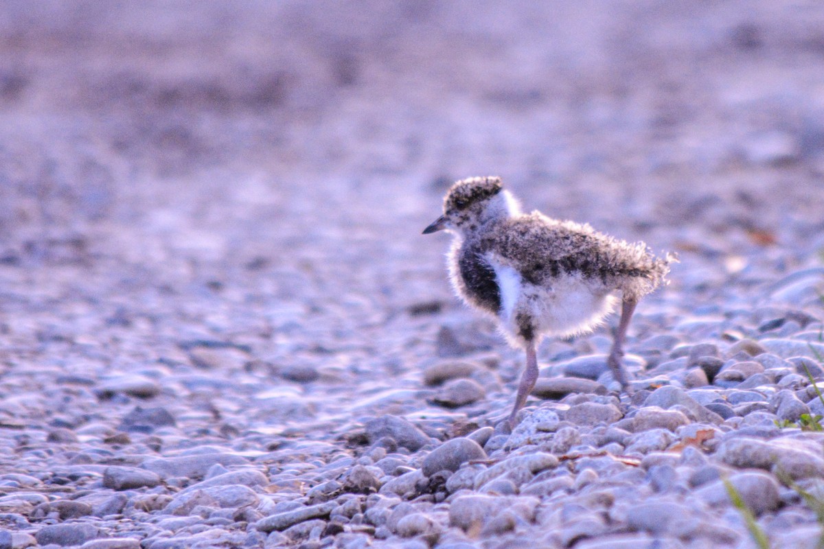 Southern Lapwing - ML610003896