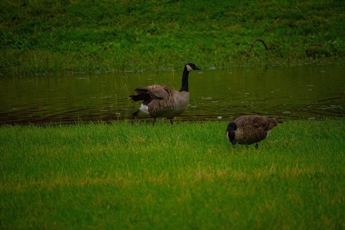 Canada Goose - Steven G