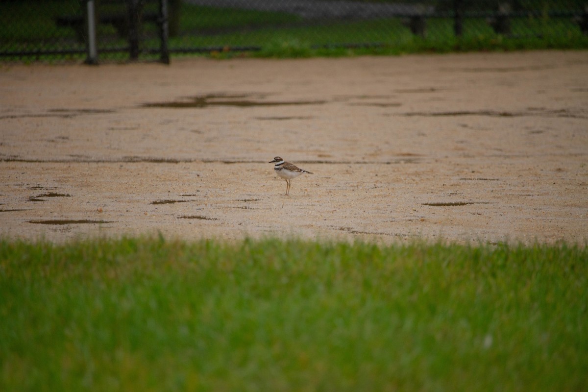 Killdeer - ML610003935