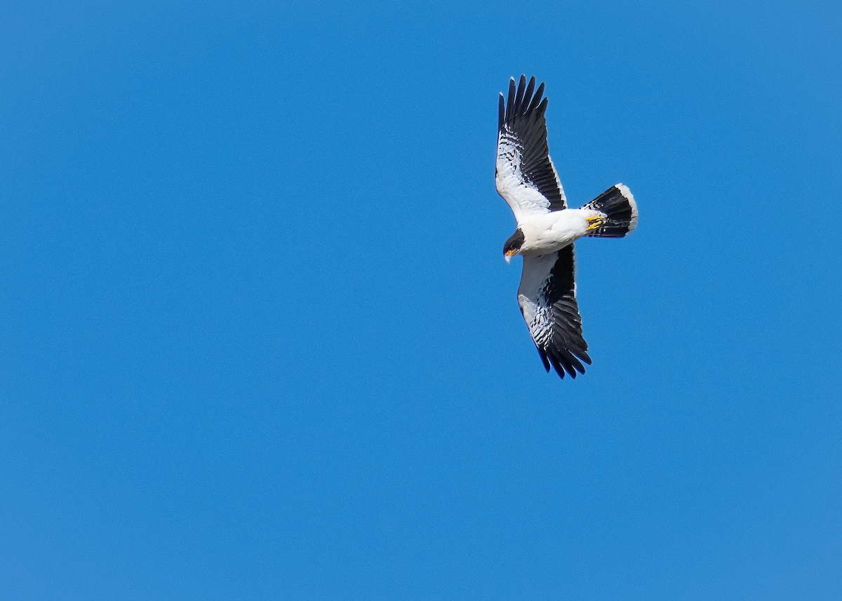 White-throated Caracara - ML610003955